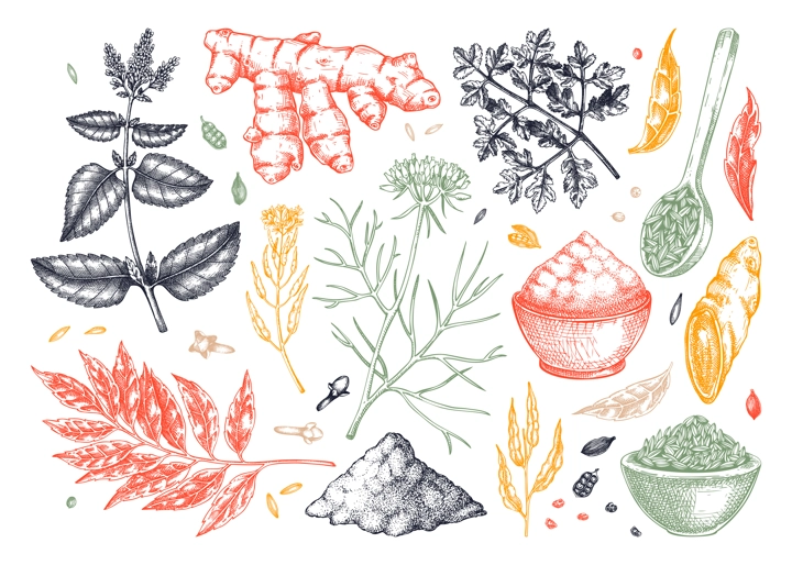 Indian cuisine herb and spice sketches set. Curry, cumin, mustard, turmeric, coriander, cloves drawing. Kitchen spices hand-drawn vector illustration. NOT AI genereted